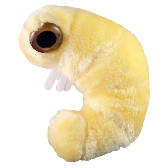 Bookworm (Anobium Punctatum) - Picture 2 of 3